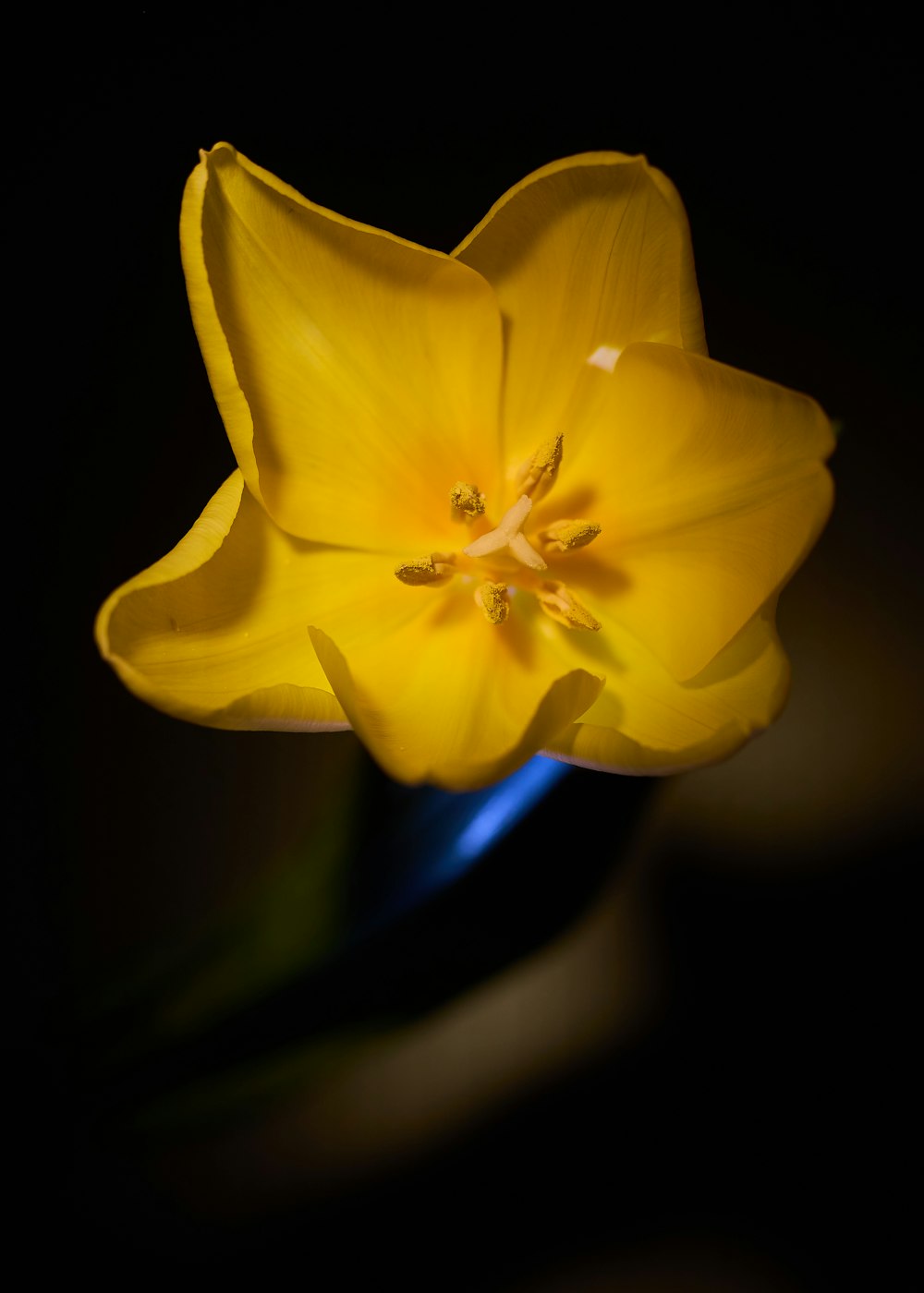 Eine Nahaufnahme einer gelben Blume in einer Vase