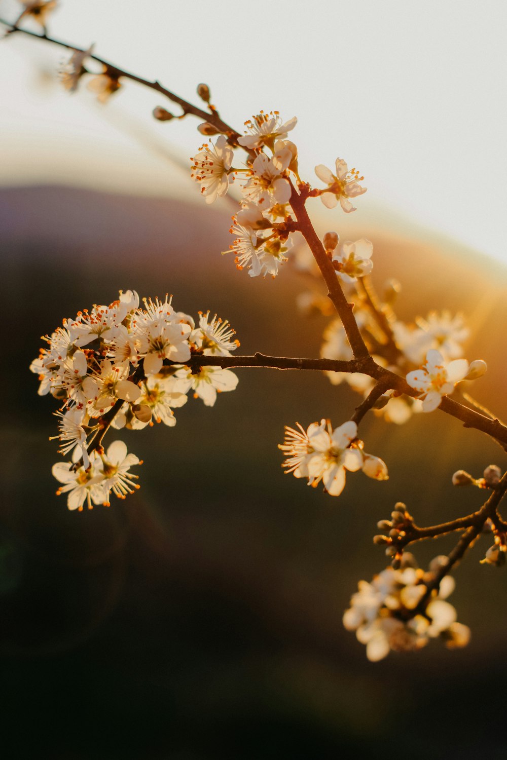 a close up of a flower on a tree branch