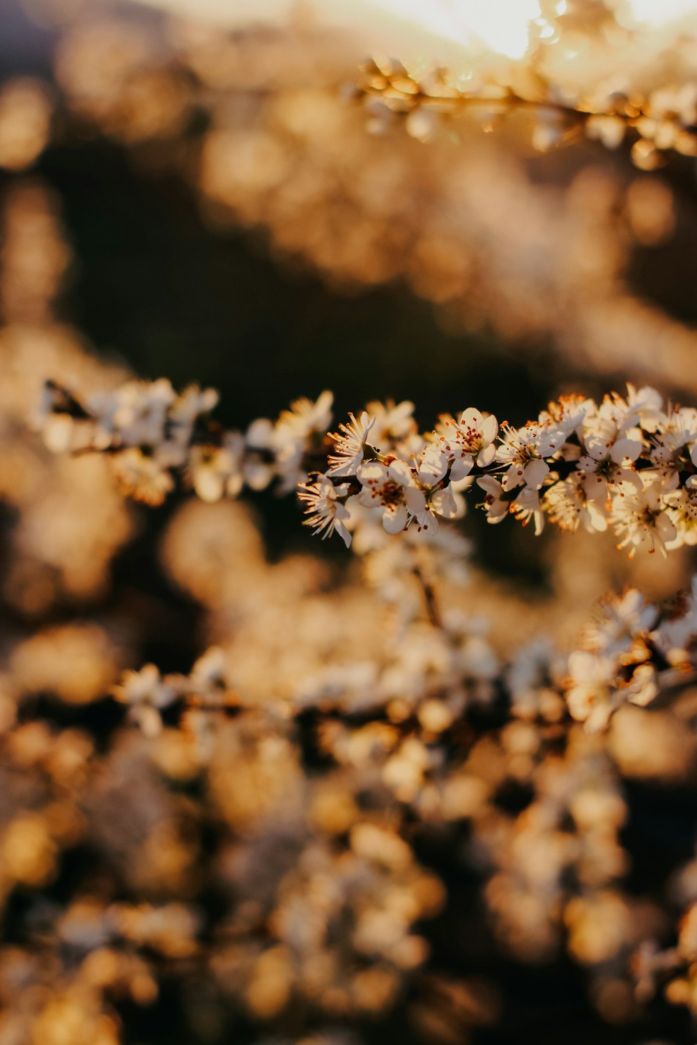 a close up of a plant with small white flowers