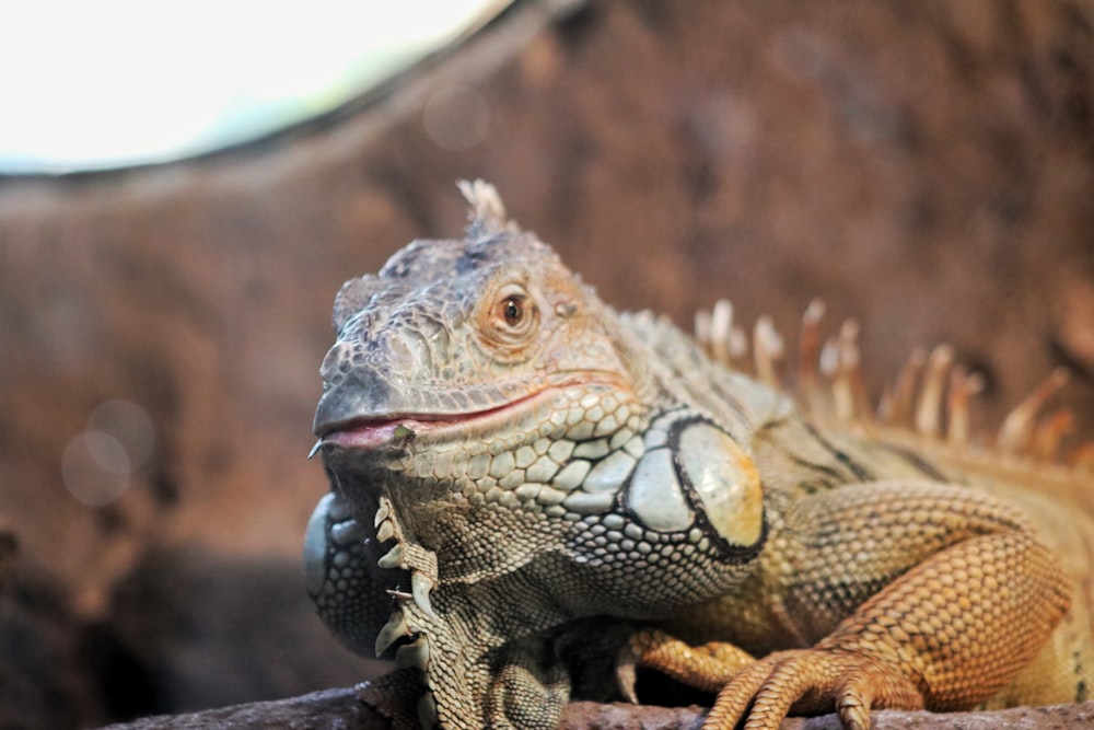 a close up of a lizard on a rock