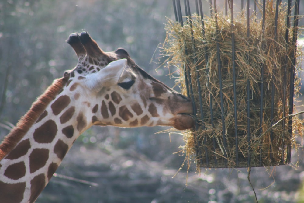 a giraffe is eating hay from a feeder