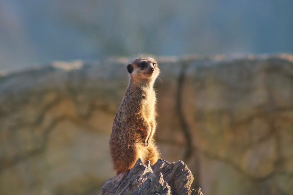 a meerkat standing on top of a rock