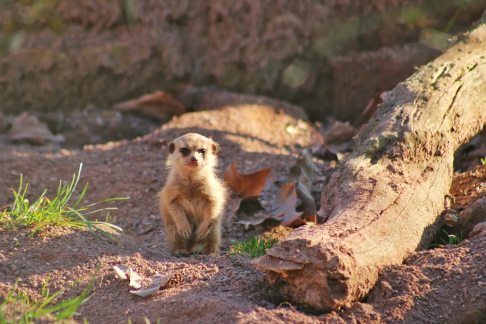 a small animal standing on top of a dirt field