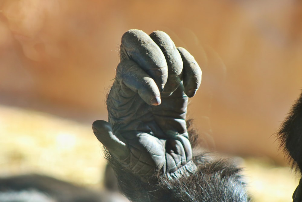 a close up of a person's hand holding something