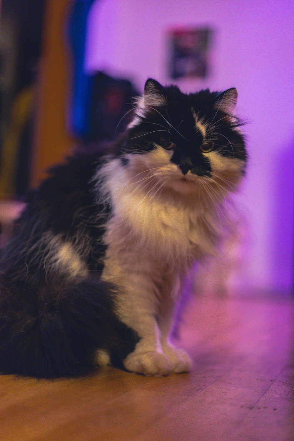 a black and white cat sitting on top of a wooden floor