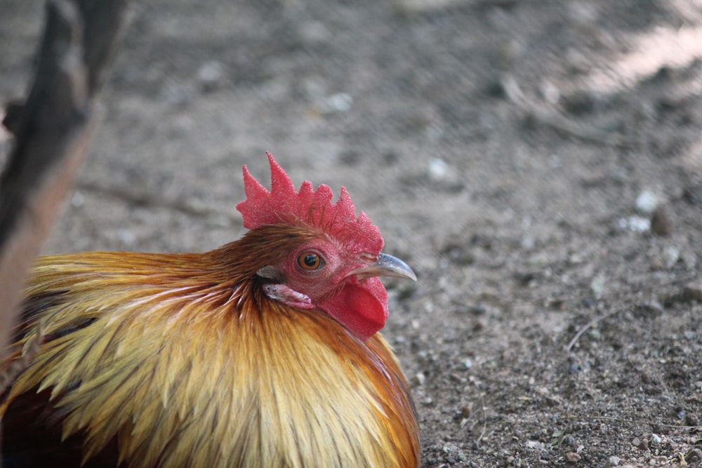a close up of a rooster on the ground