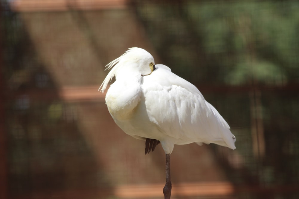 a white bird with long legs standing on a rock
