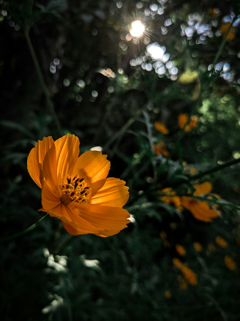 a bright orange flower in the middle of a forest