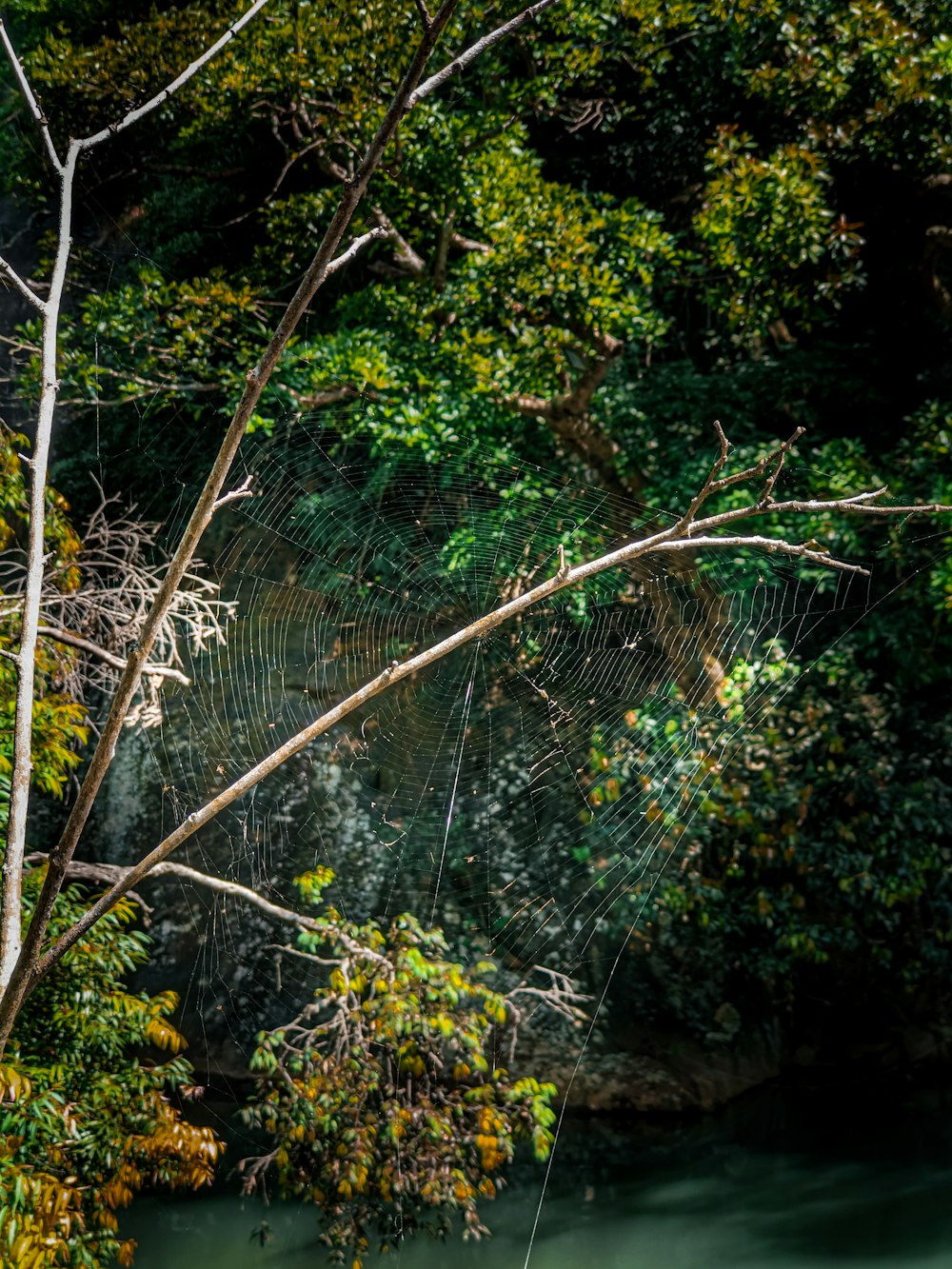 a spider web hanging from a tree in a forest