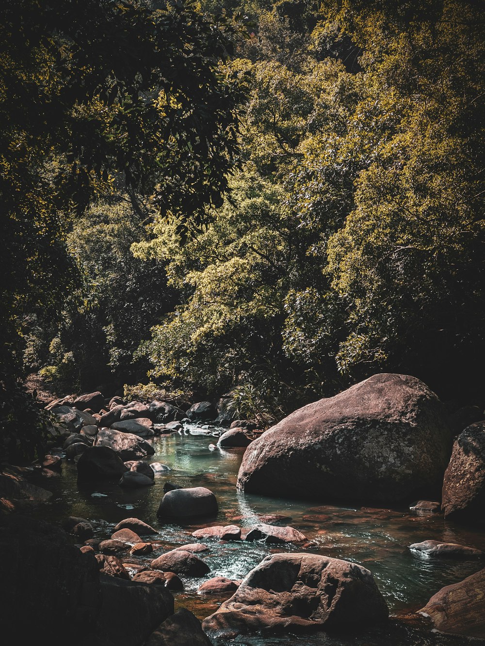 a river running through a lush green forest