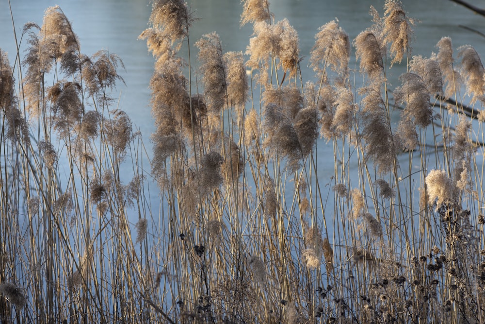 a bunch of tall dry grass next to a body of water