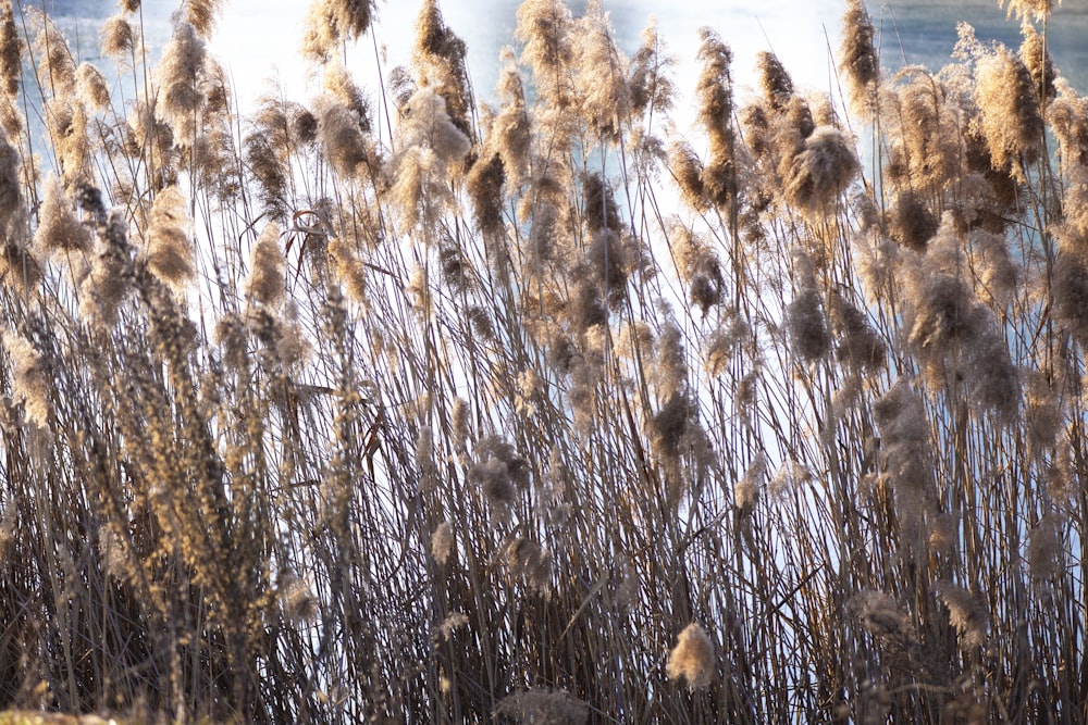 a bunch of tall dry grass next to a body of water