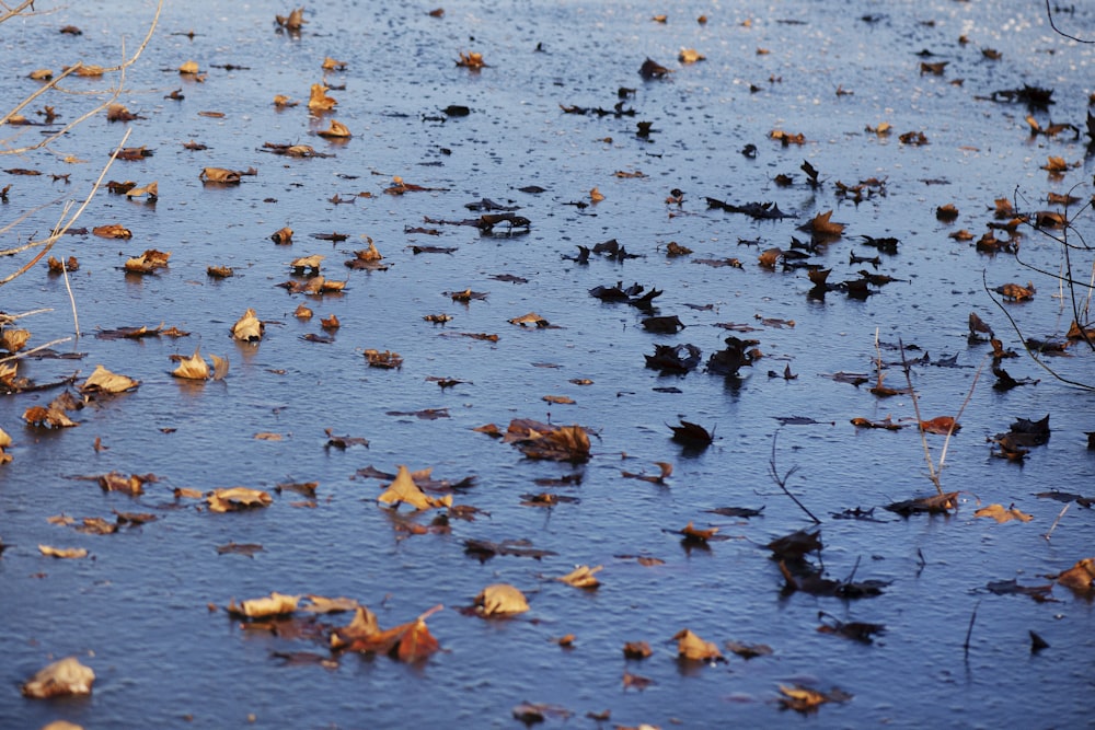 a group of leaves floating on top of a body of water