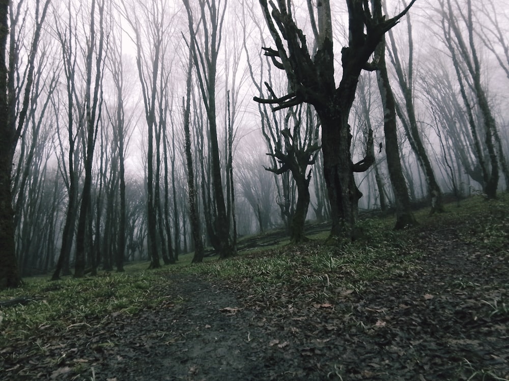 a path in the middle of a foggy forest