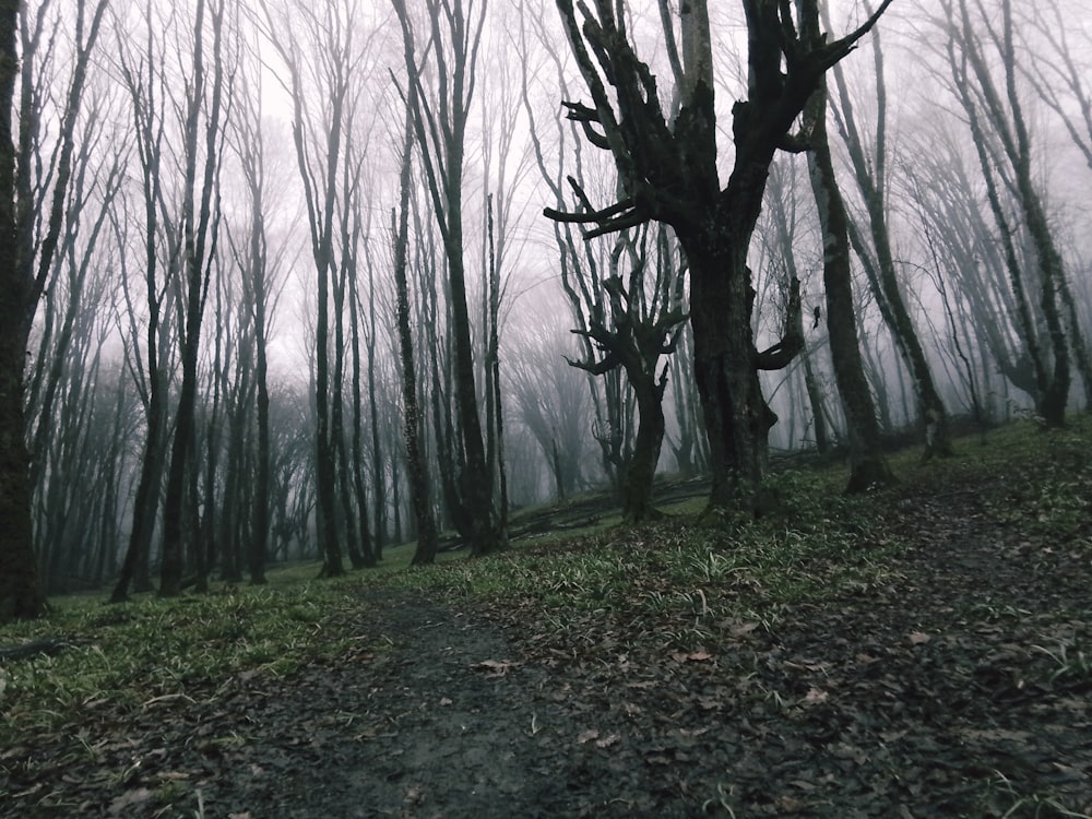 Ein Weg mitten in einem nebligen Wald