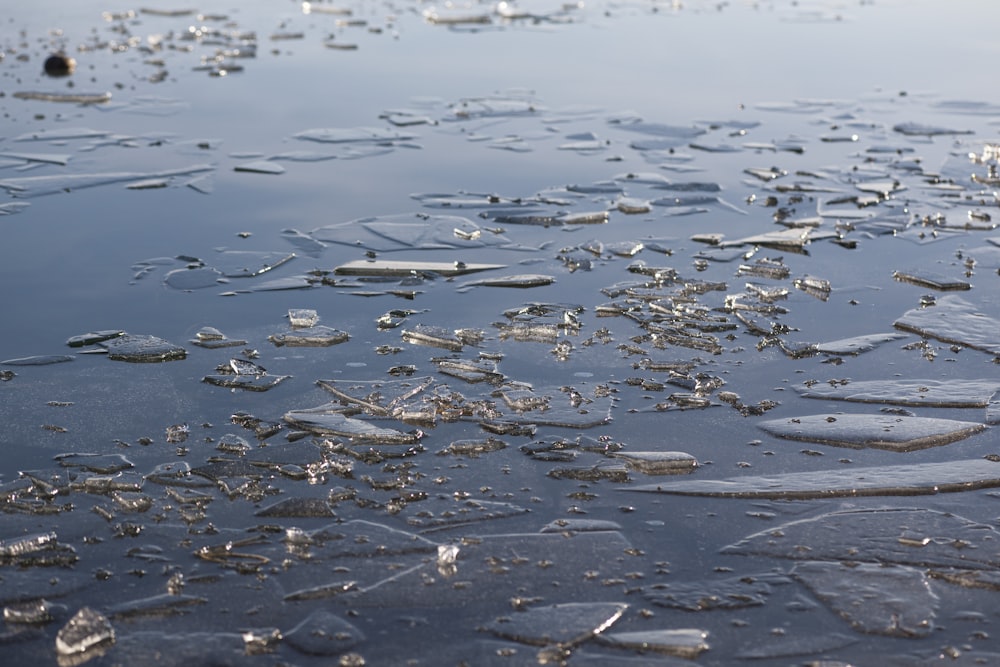 a bunch of ice flakes floating on top of a body of water