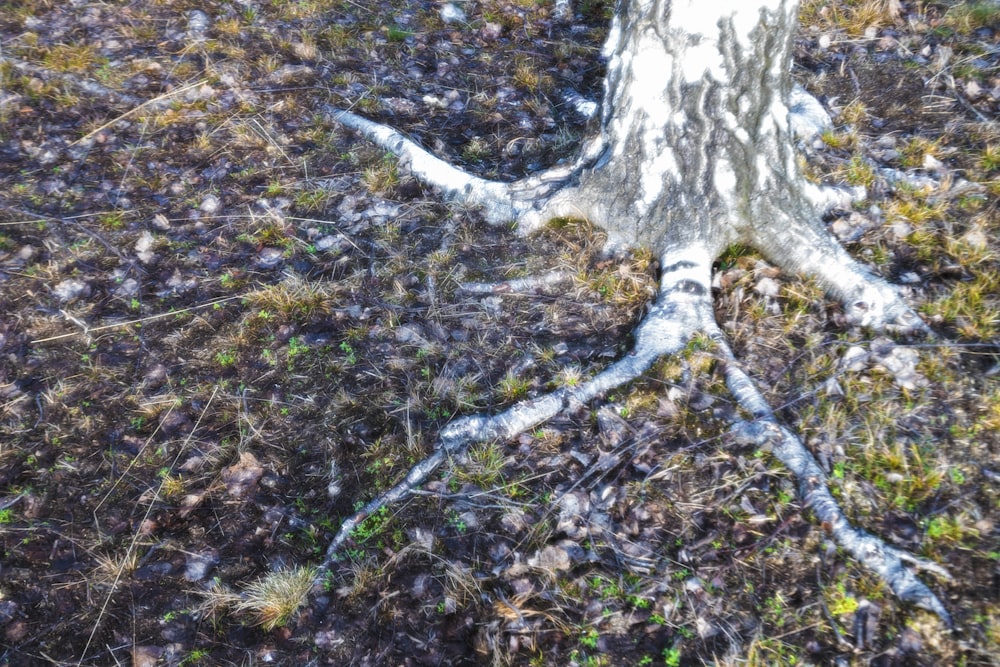 a tree that has been cut down in the grass