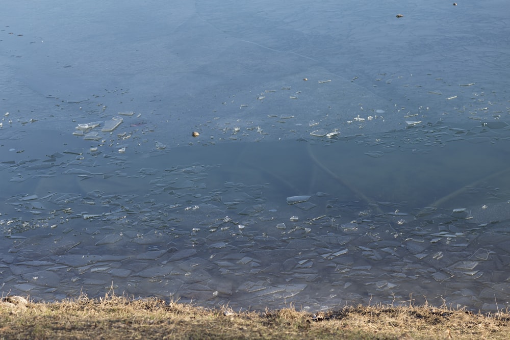 a body of water filled with lots of small fish