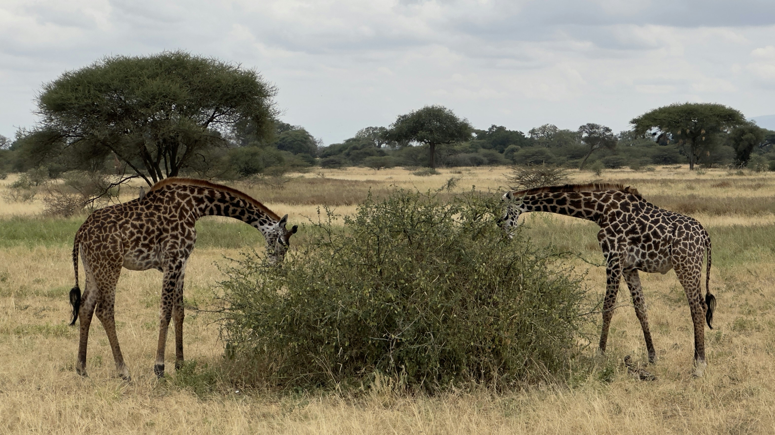 Human-Wildlife Conflict: When Giants Get in the Way (image credits: unsplash)