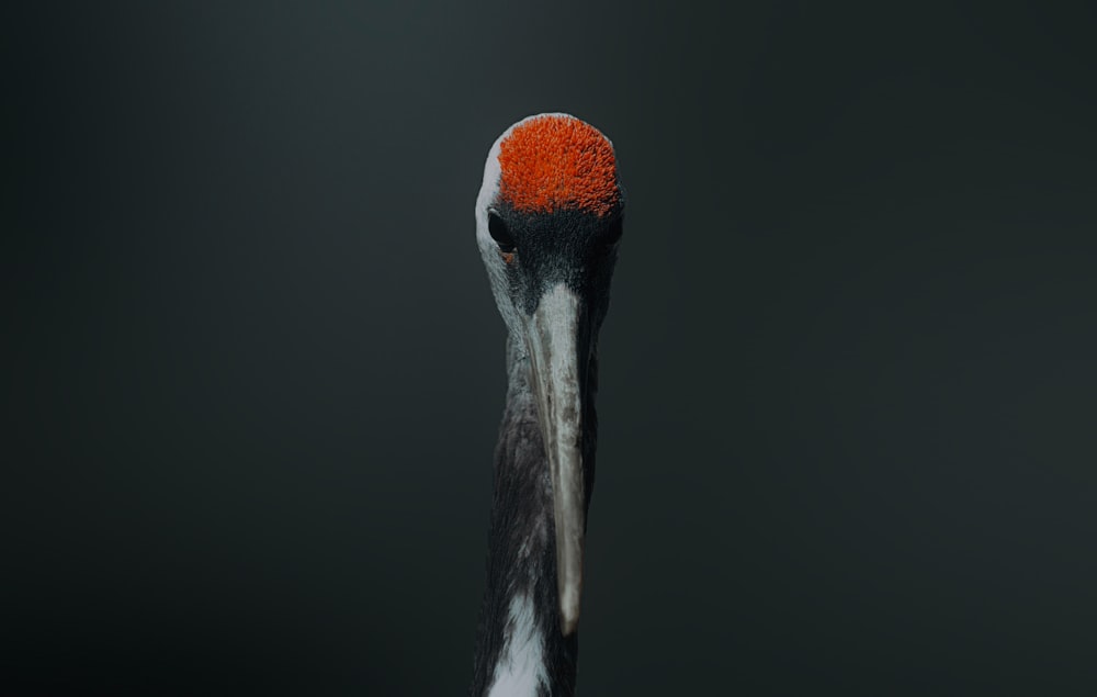 a close up of a bird with a red head