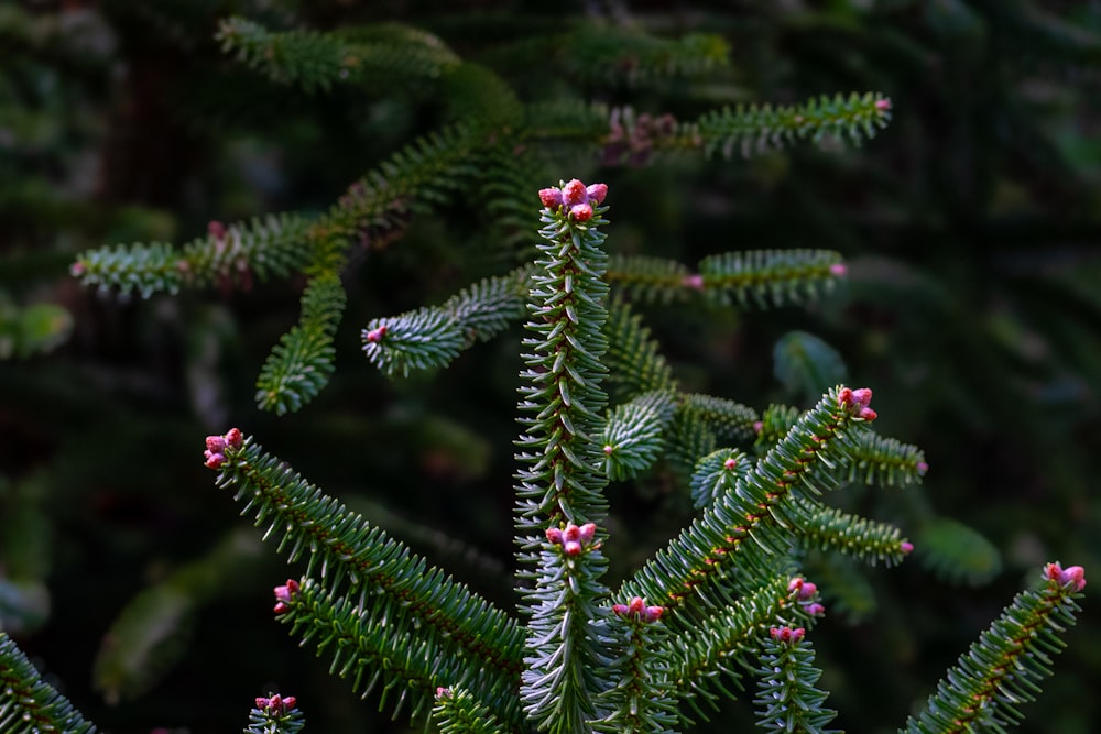 a close up of a pine tree with pink flowers