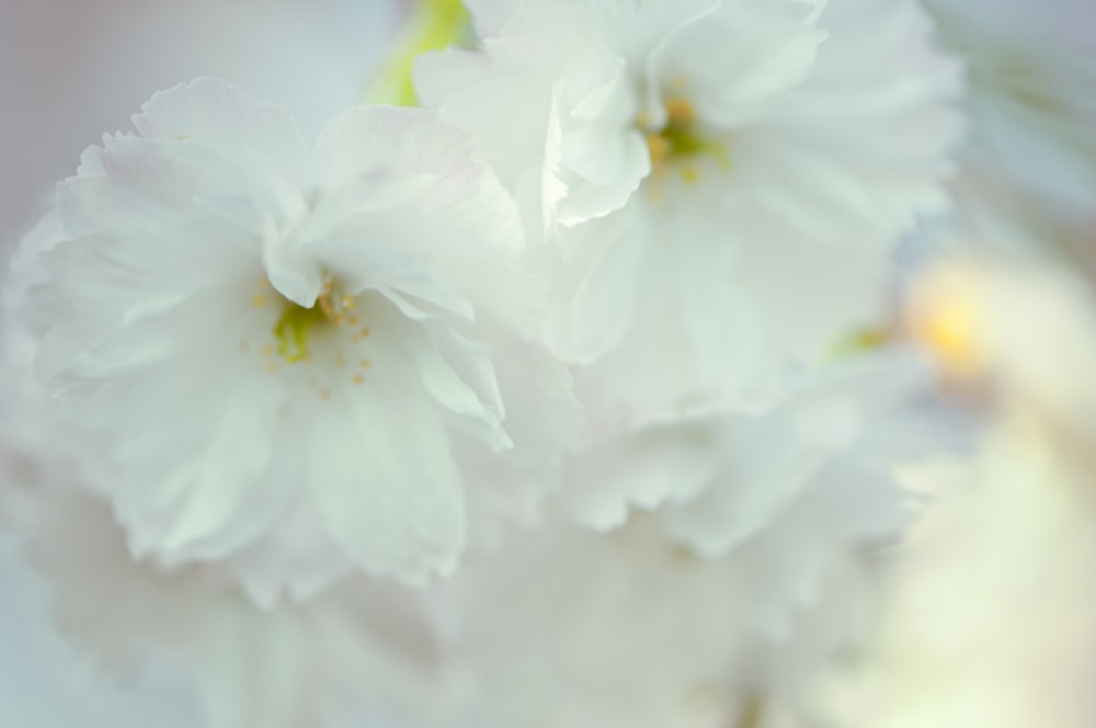 a close up of a bunch of white flowers