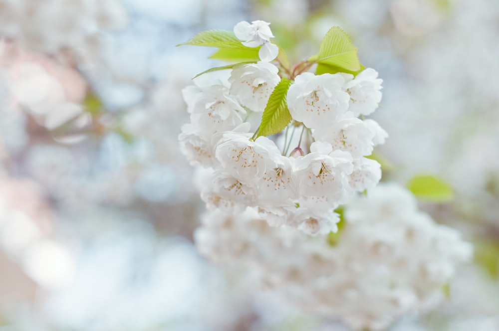 a branch with white flowers and green leaves