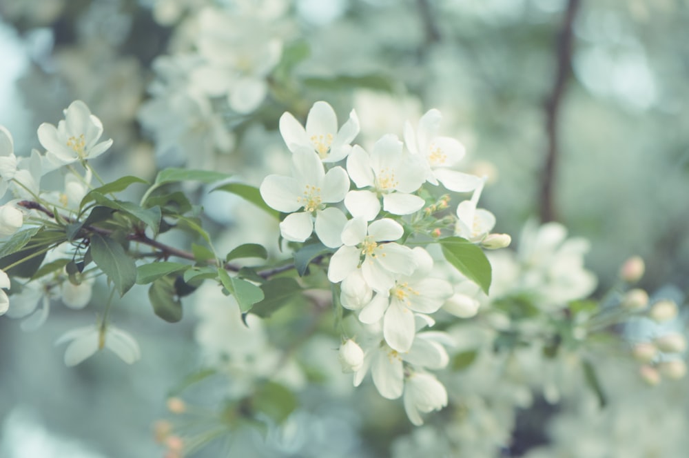 a close up of a tree with white flowers