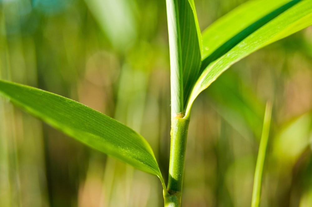 a close up of a green plant with a blurry background