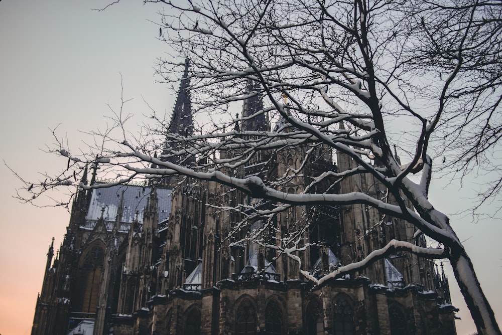 a large cathedral with a tree in front of it