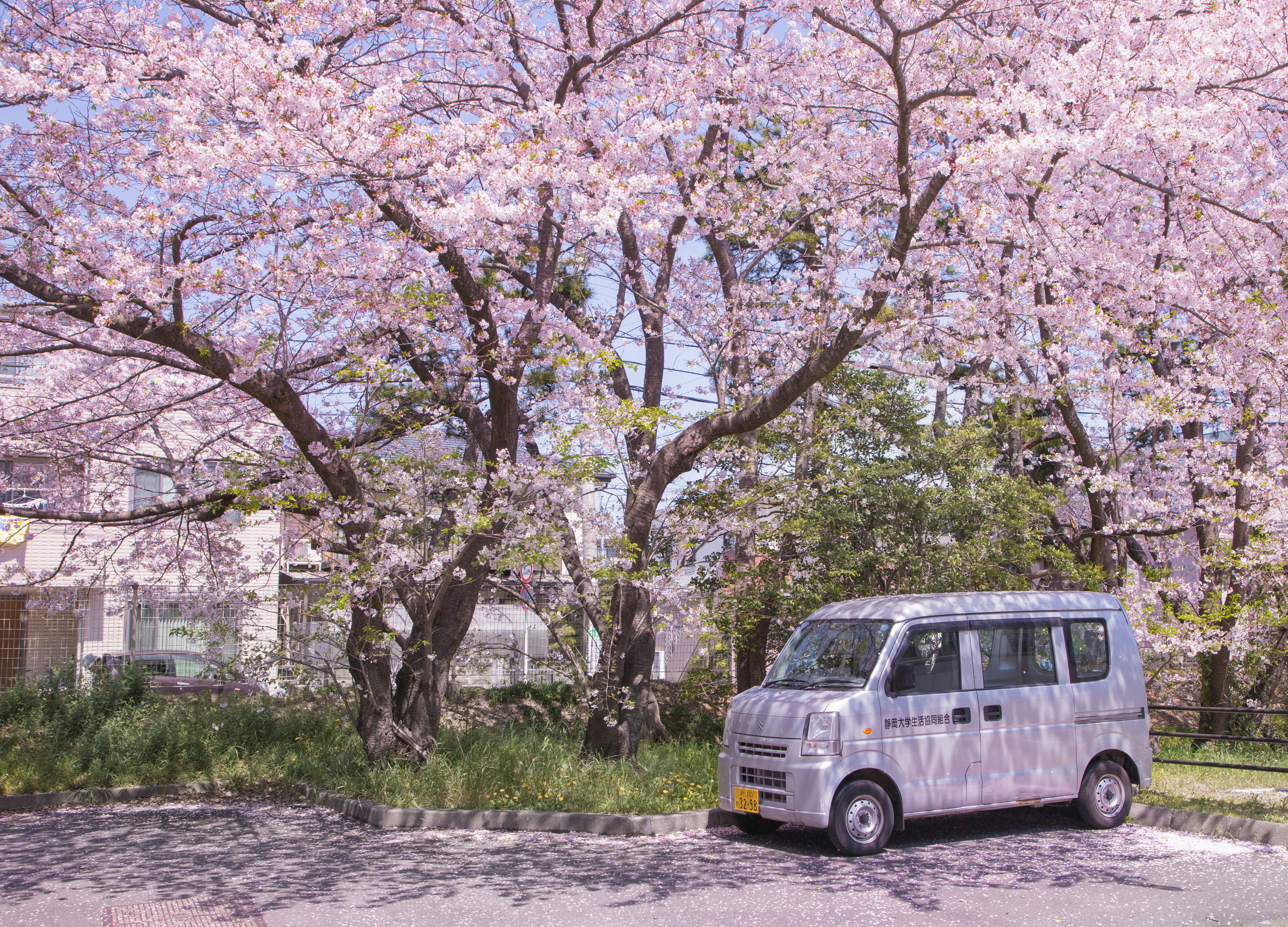 a van is parked in front of a tree with pink flowers