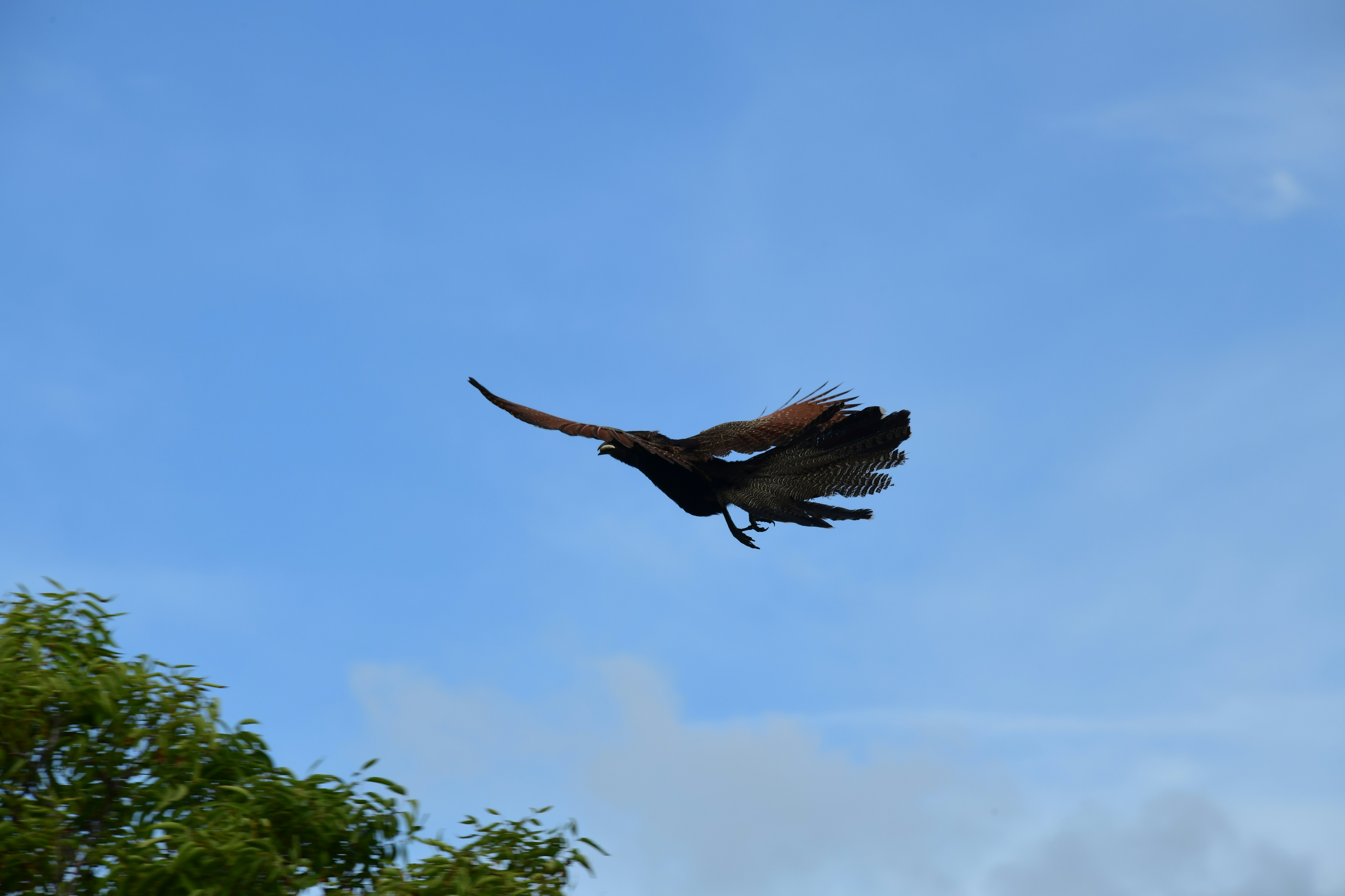 Muscle Power and Energy Requirements (image credits: unsplash)