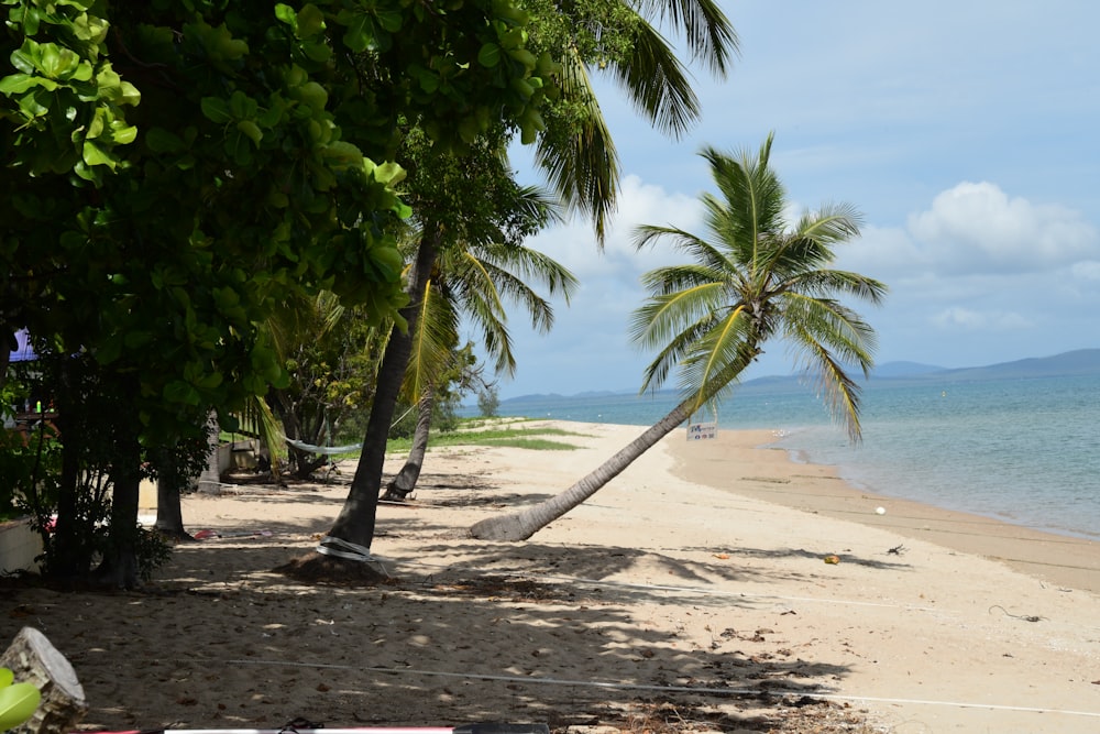 a beach with a hammock and palm trees
