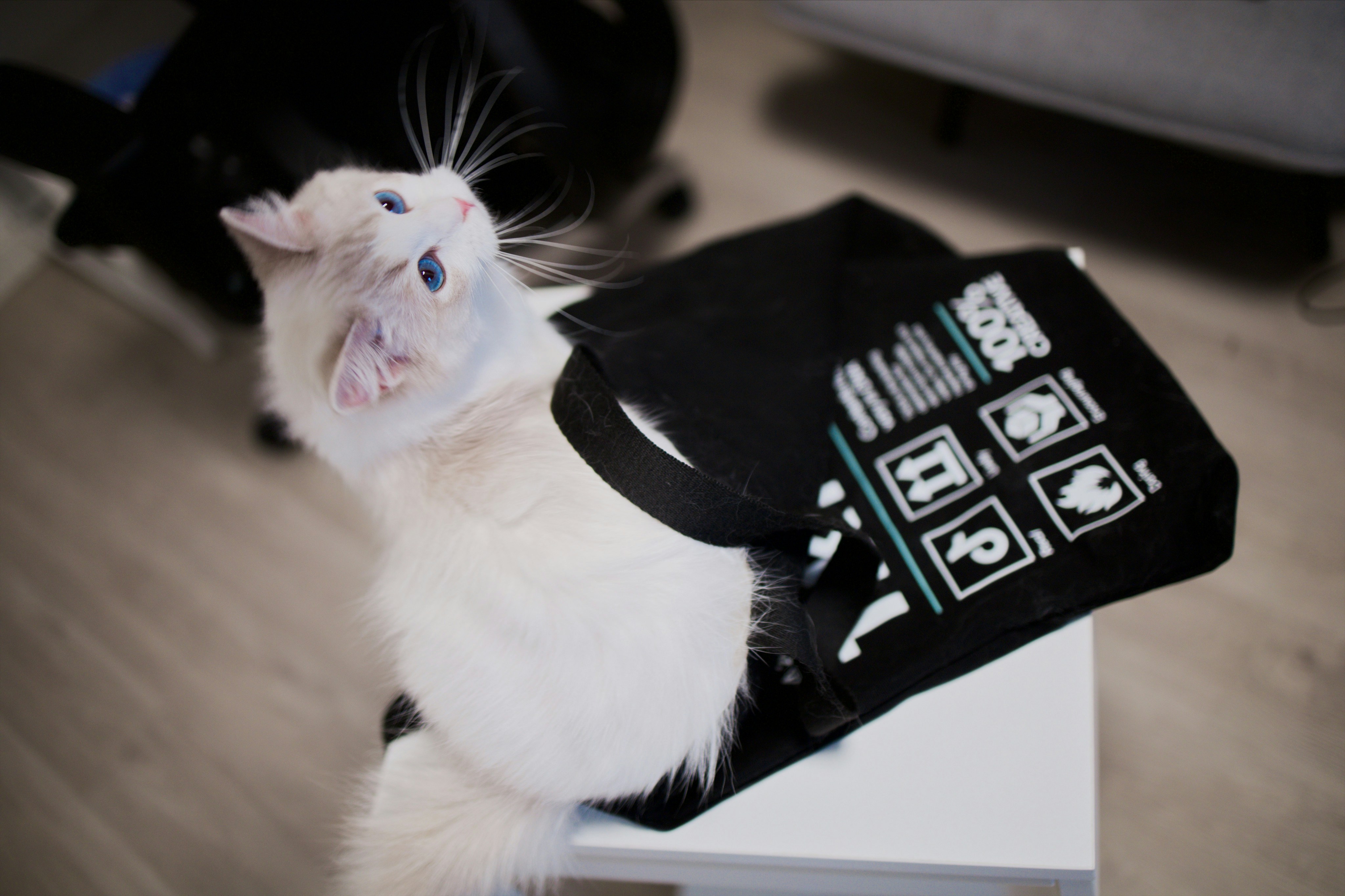 A white cat sitting on top of a table next to a bag photo – Free Grey ...