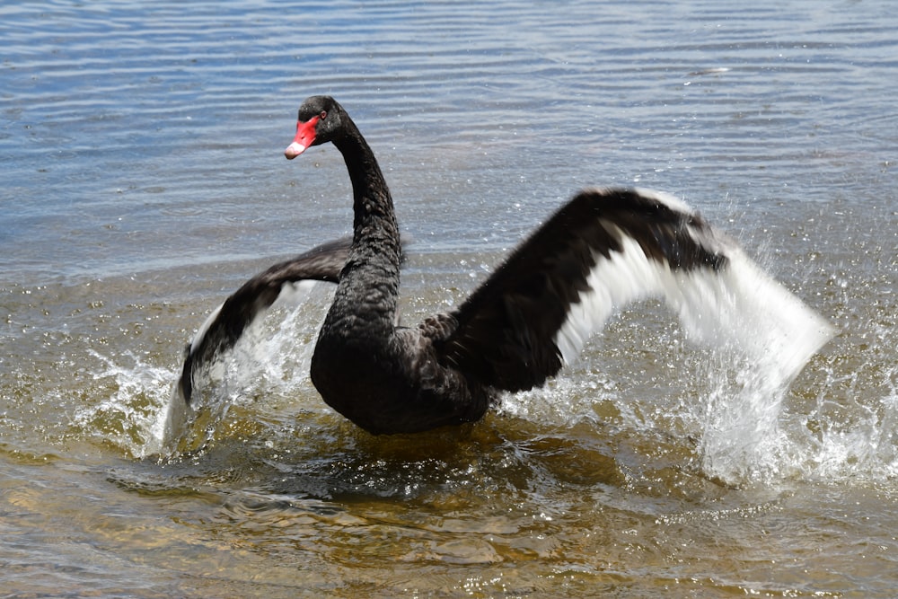 a black swan flaps its wings in the water