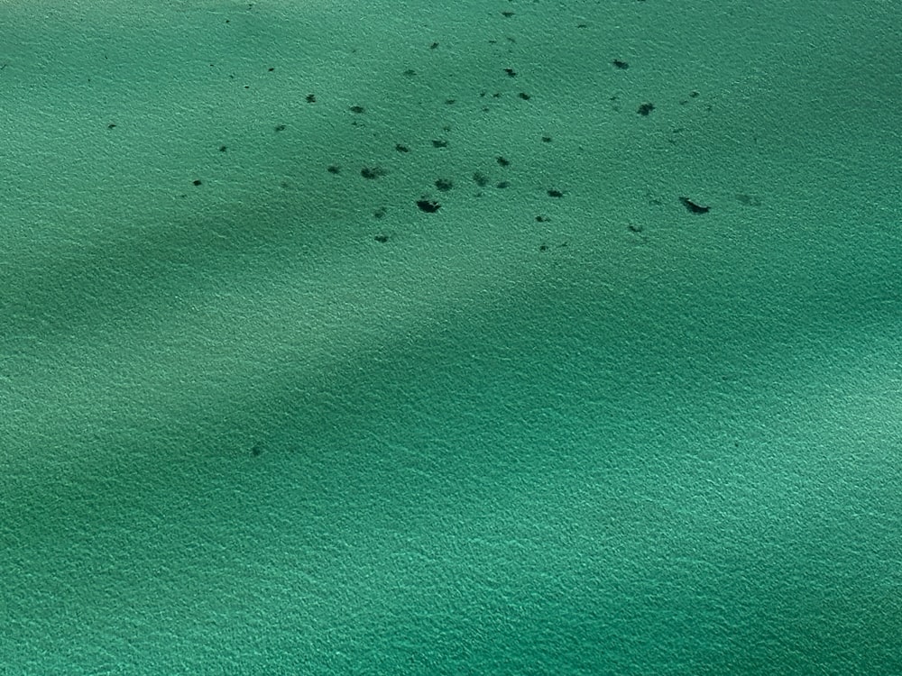 El agua es muy verde con pequeños puntos negros