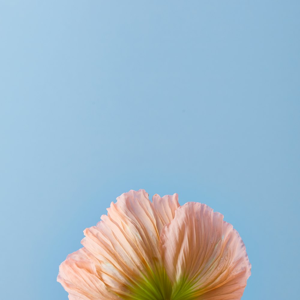 a pink flower with a blue sky in the background