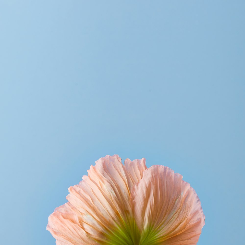 una flor rosa con un cielo azul de fondo