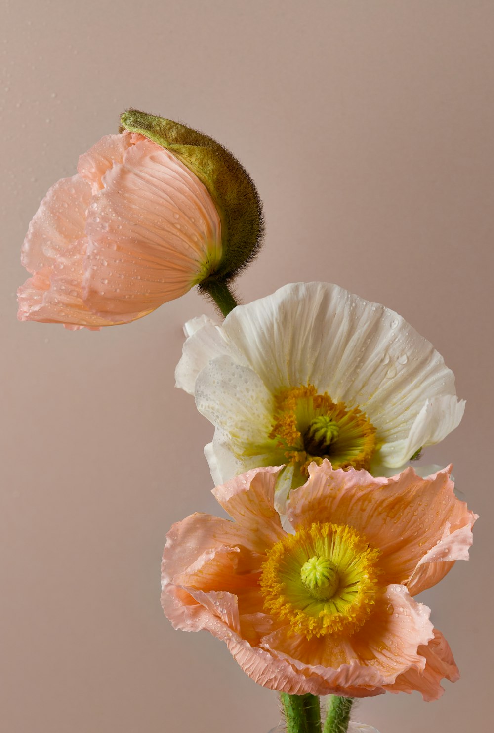 a couple of flowers that are in a vase