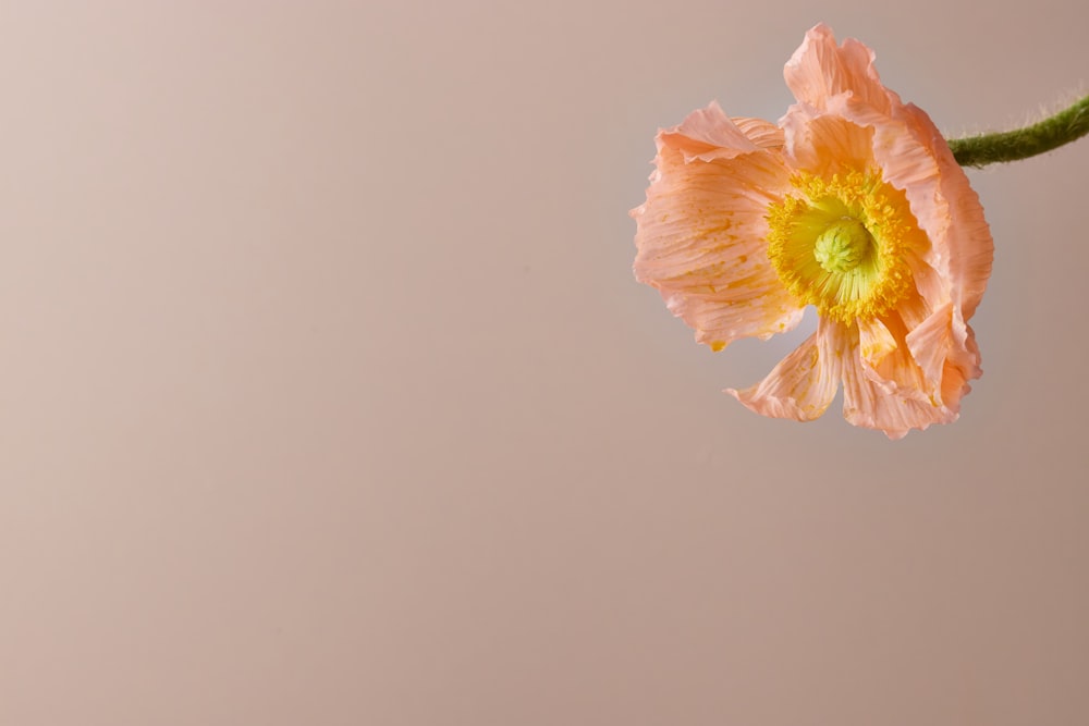 a single pink flower with a green stem