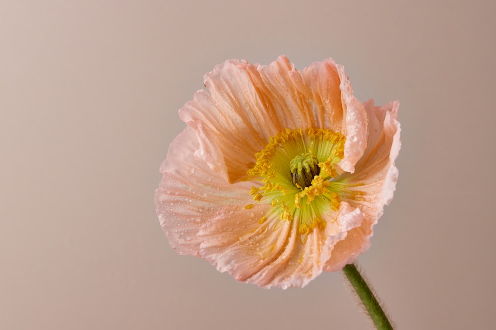 a single pink flower with a green center