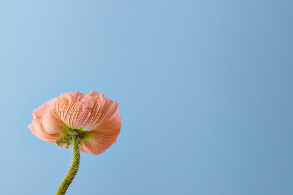 una sola flor rosa con un cielo azul en el fondo