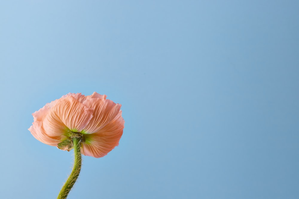 a single pink flower with a blue sky in the background