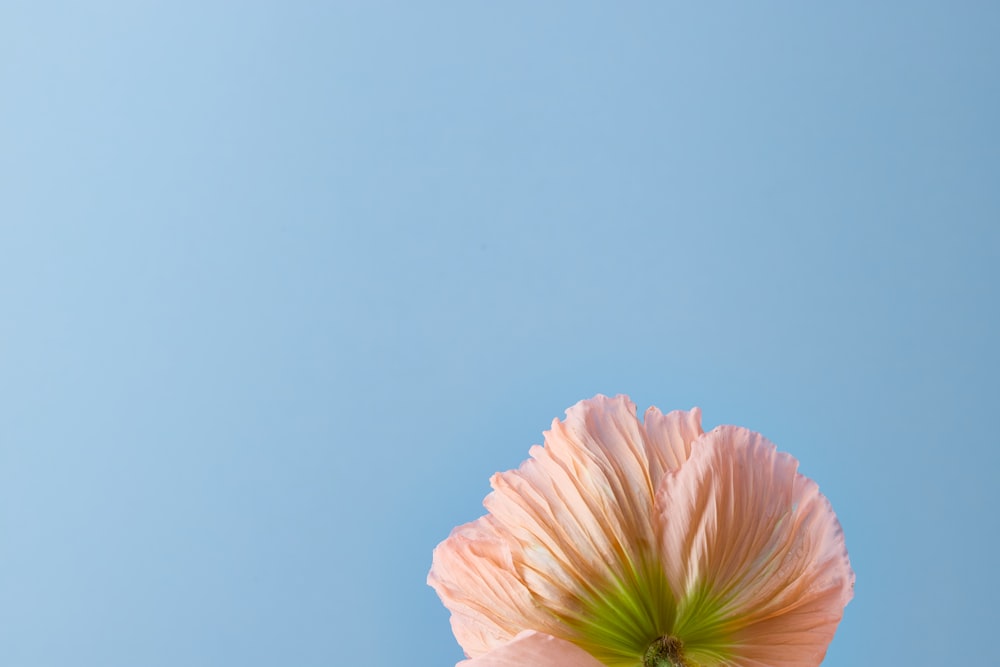 a pink flower with a blue sky in the background