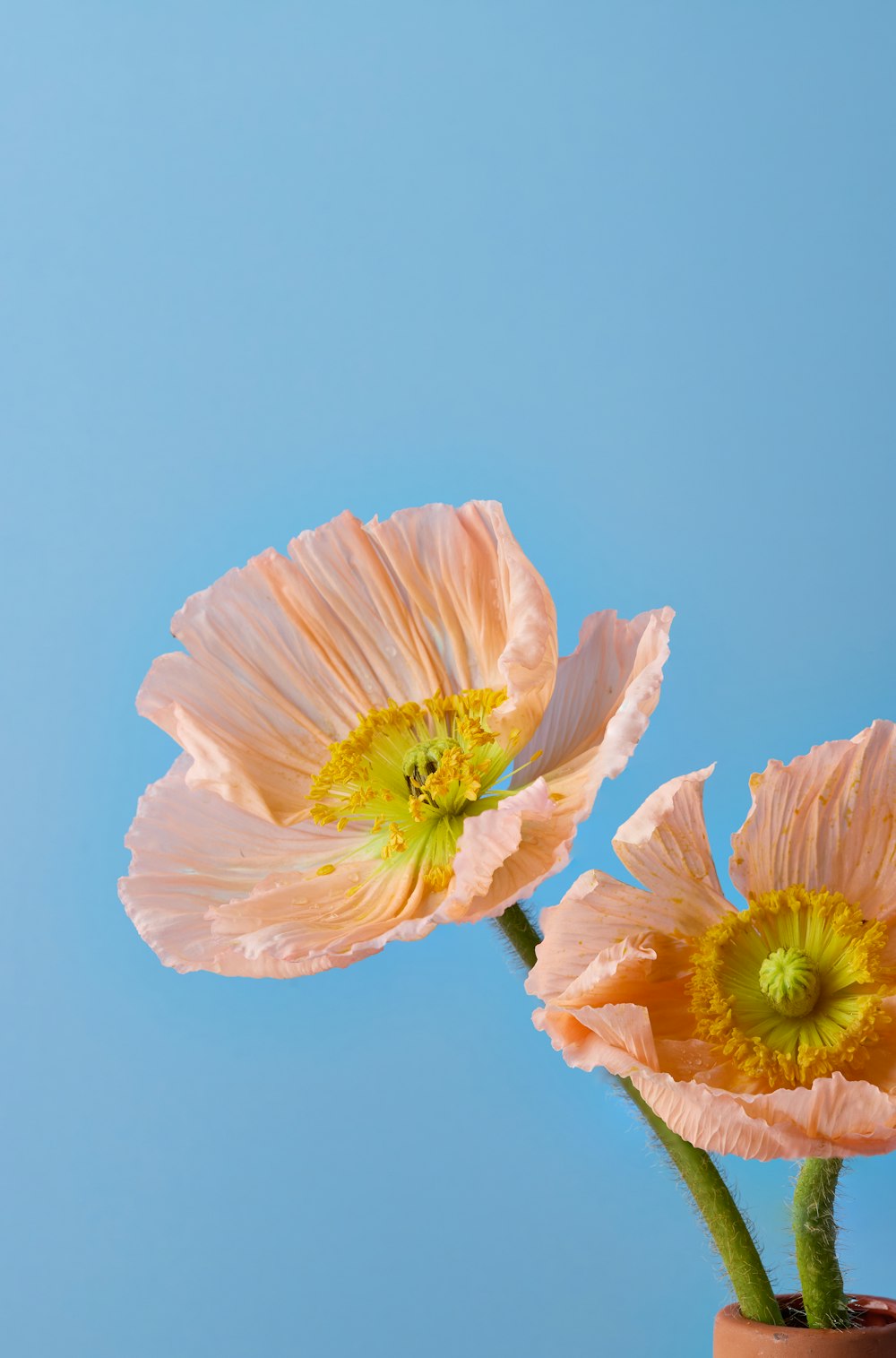 two pink flowers in a brown vase on a blue background
