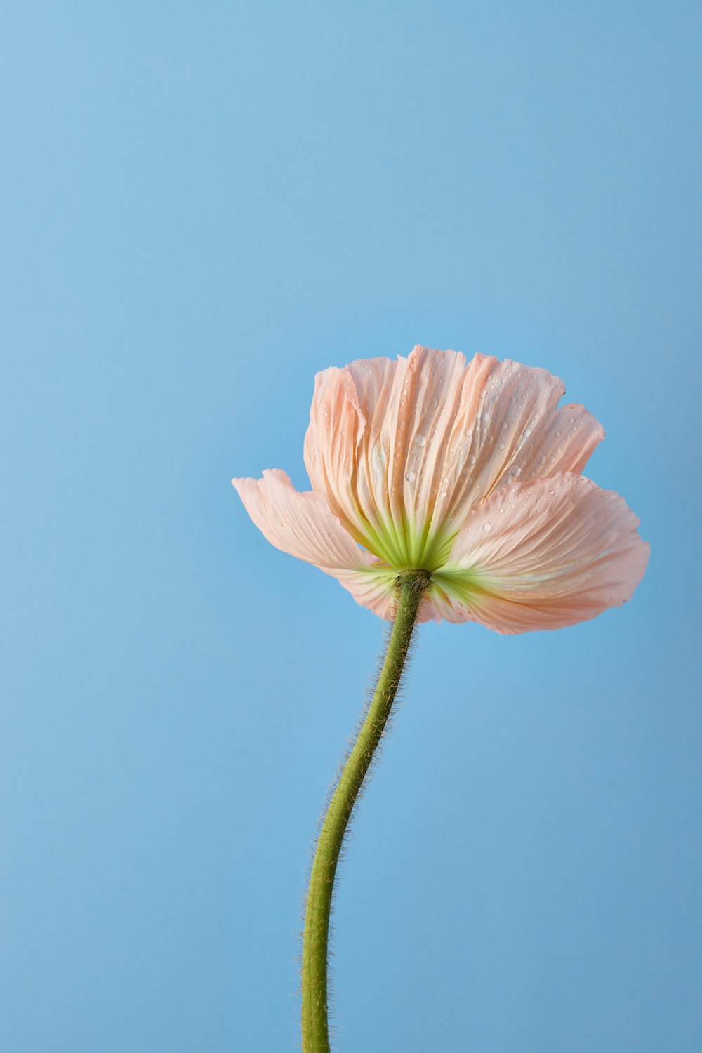 a single pink flower with a blue sky in the background