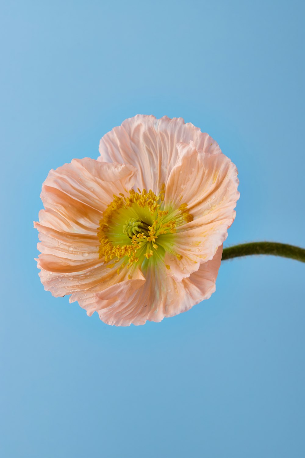 a pink flower with a green center on a blue background