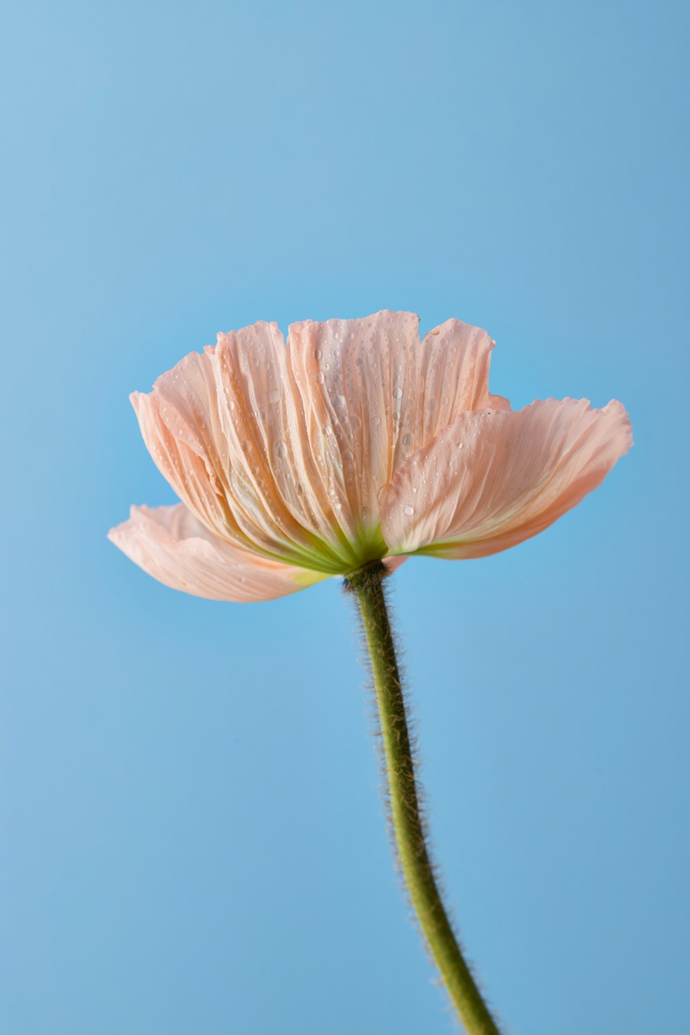 a pink flower with a blue sky in the background