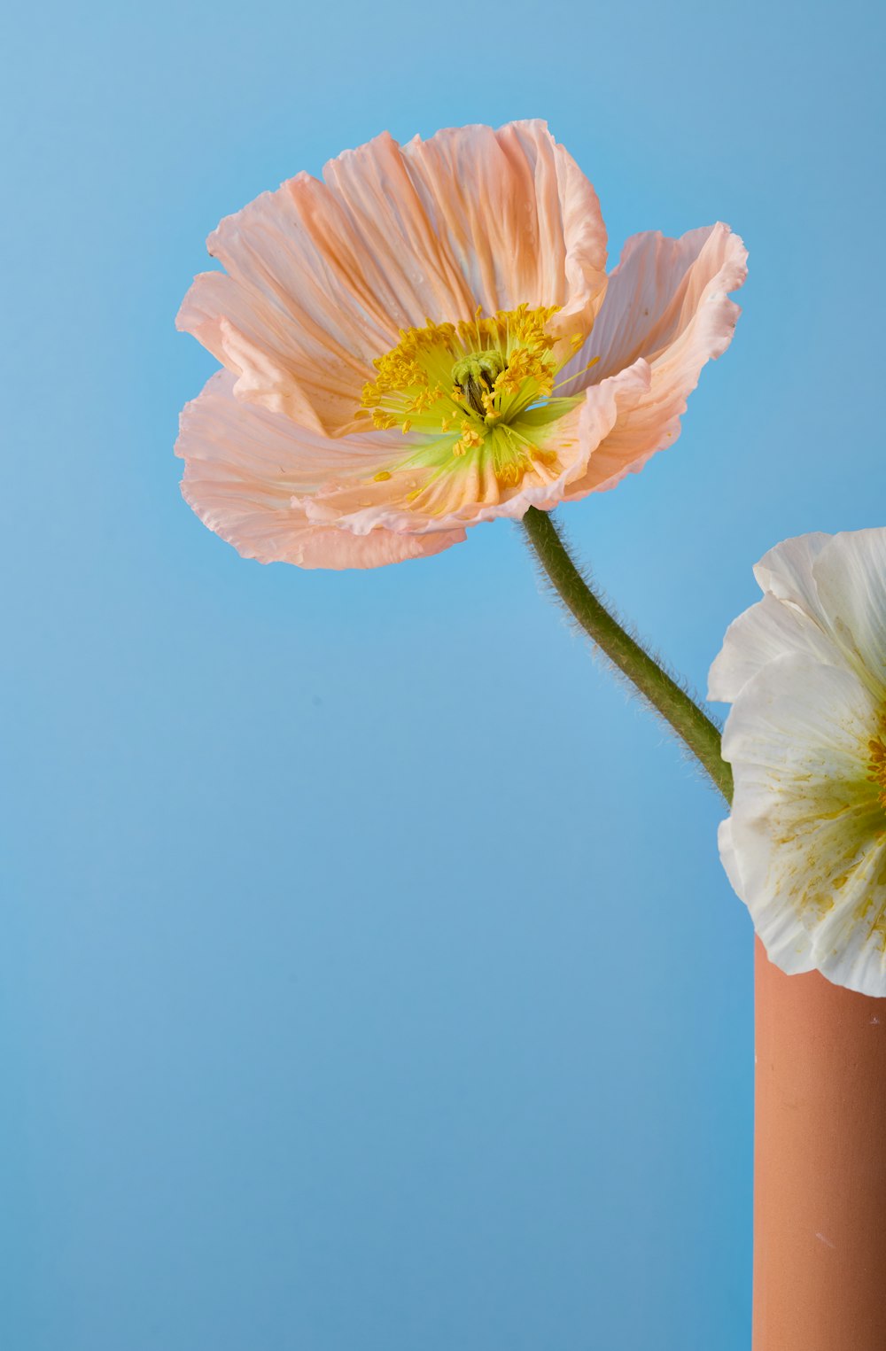 two flowers in a vase on a blue background