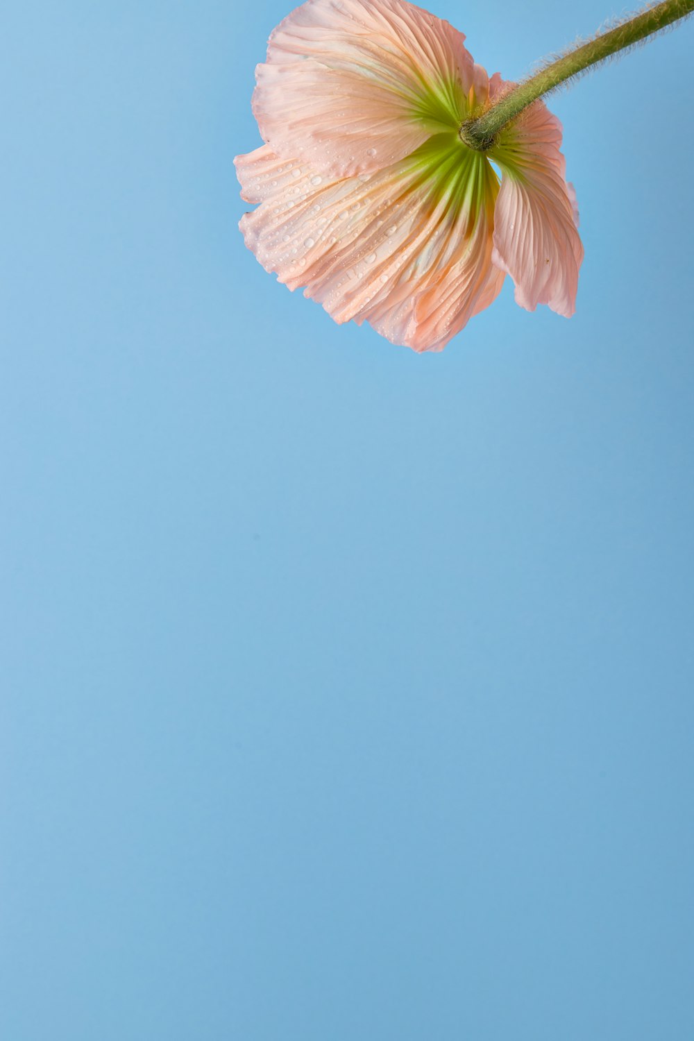 a single pink flower with a blue sky in the background